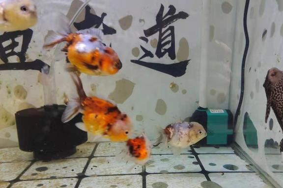 已經(jīng)失漂的觀賞魚，大部分選擇放棄或者淘汰