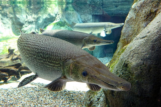 觀賞黃色魚可以吃嗎圖片大全_黃色的觀賞魚_觀賞黃色魚為什么不好養活呢