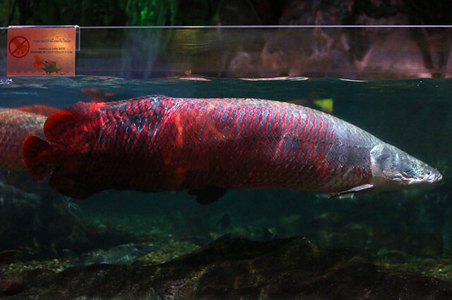 黃色的觀賞魚_觀賞黃色魚可以吃嗎圖片大全_觀賞黃色魚為什么不好養活呢