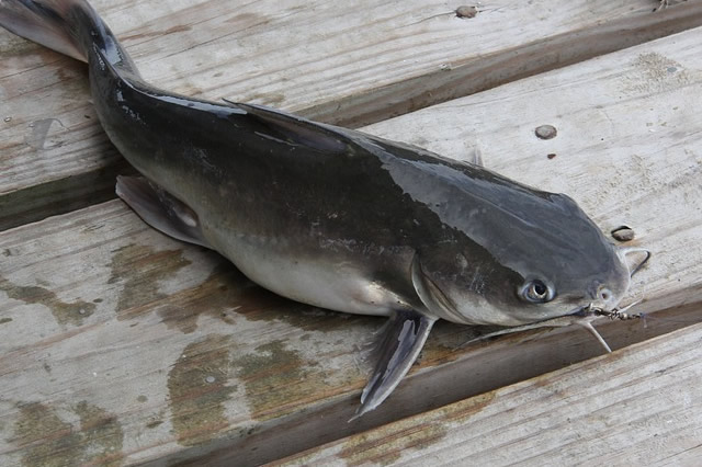 觀賞黃色魚可以吃嗎圖片大全_黃色的觀賞魚_觀賞黃色魚為什么不好養活呢