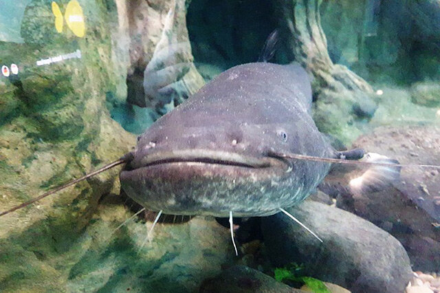 觀賞黃色魚為什么不好養活呢_黃色的觀賞魚_觀賞黃色魚可以吃嗎圖片大全