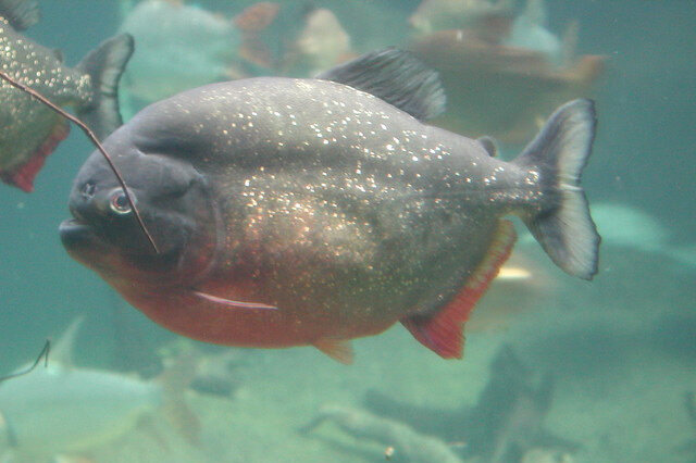 黃色的觀賞魚_觀賞黃色魚可以吃嗎圖片大全_觀賞黃色魚為什么不好養活呢