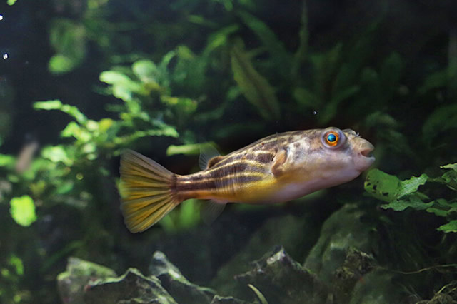 觀賞黃色魚為什么不好養活呢_黃色的觀賞魚_觀賞黃色魚可以吃嗎圖片大全