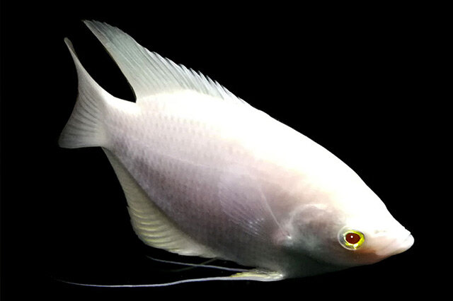 觀賞黃色魚為什么不好養活呢_觀賞黃色魚可以吃嗎圖片大全_黃色的觀賞魚