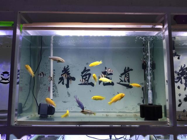 觀賞魚換完水能喂食嗎_觀賞魚換水后可以喂食嗎_觀賞喂食換魚水可以后澆花嗎