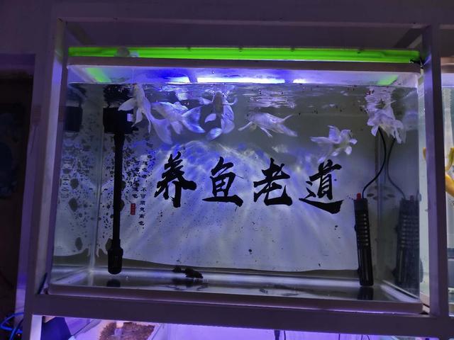 觀賞喂食換魚水可以后澆花嗎_觀賞魚換水后可以喂食嗎_觀賞魚換完水能喂食嗎