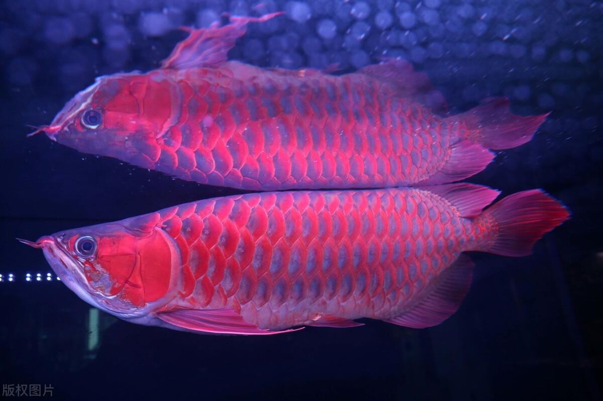 盤點那些平頭百姓養(yǎng)不起的觀賞魚