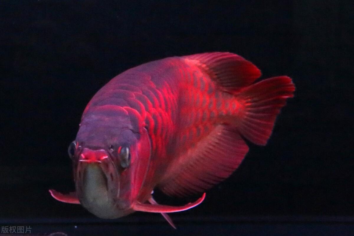 幾厘米的小魚_觀賞魚長度_10厘米左右的觀賞魚