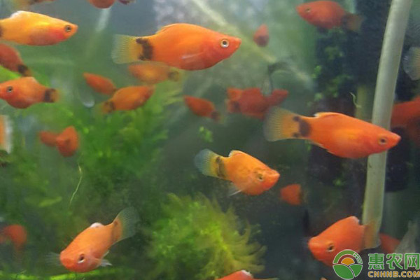 皮實好養的觀賞魚有哪些？