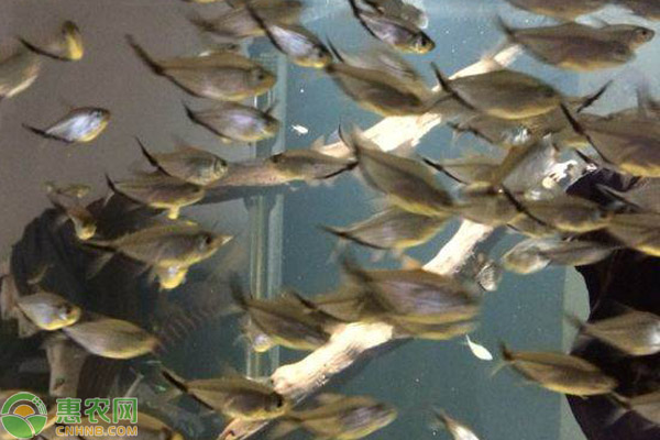 觀賞養魚好有哪些品種_好養的觀賞魚有哪些_觀賞養魚好有什么好處