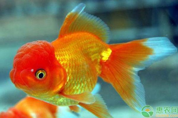 觀賞養魚好有哪些品種_觀賞養魚好有什么好處_好養的觀賞魚有哪些
