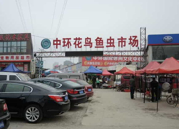 天津市觀賞魚批發電話_天津批發魚市場觀賞魚市場_天津觀賞魚批發市場地址