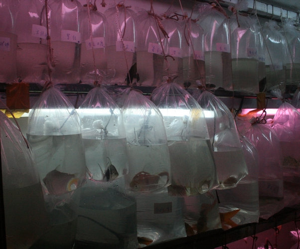 天津市觀賞魚批發電話_天津觀賞魚批發市場地址_天津批發魚市場觀賞魚市場