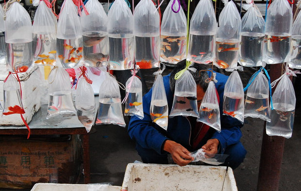 天津批發魚市場觀賞魚市場_天津市觀賞魚批發電話_天津觀賞魚批發市場地址