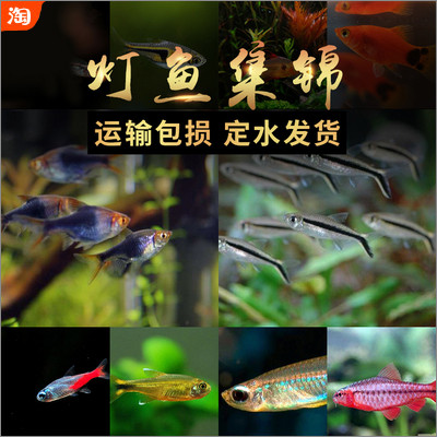 天津觀賞魚批發市場地址_天津市觀賞魚批發電話_天津批發魚市場觀賞魚市場