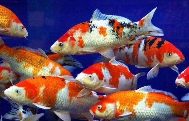 能在魚缸養(yǎng)10年以上的觀賞魚，不妨盤點一下