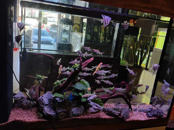 燕魚和七彩神仙魚，是最溫順的觀賞魚，混養(yǎng)