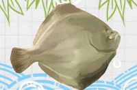 偏口魚是海魚還是淡水魚，生活在哪里