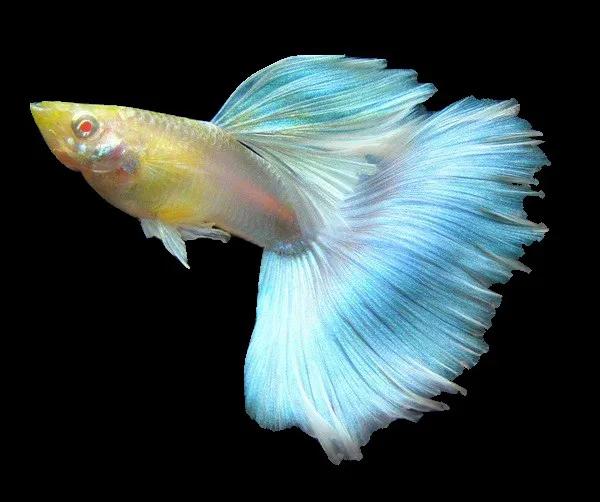 十大適合新手養(yǎng)的魚（新手適合養(yǎng)什么魚好看又好養(yǎng)）