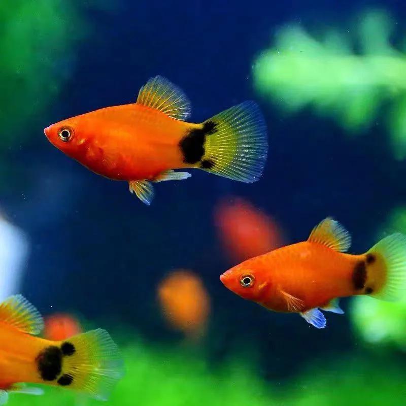觀賞好看養(yǎng)魚好嗎_好養(yǎng)又好看的觀賞魚_觀賞魚好養(yǎng)