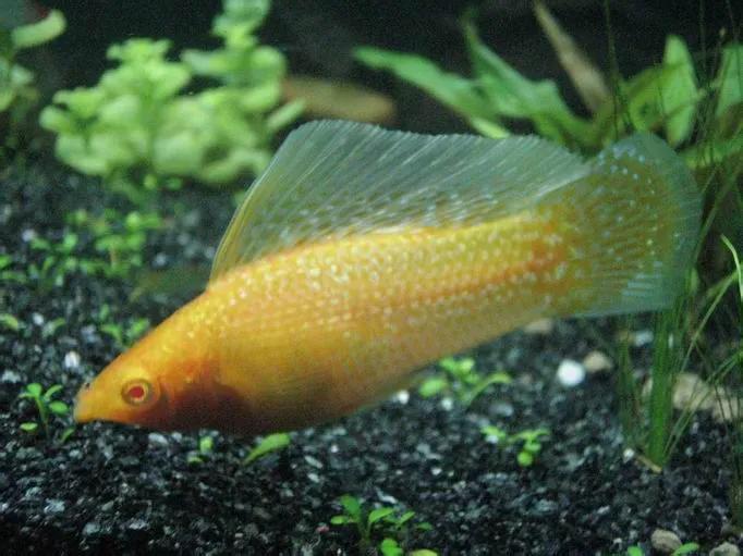 觀賞魚好養(yǎng)_觀賞好看養(yǎng)魚好嗎_好養(yǎng)又好看的觀賞魚