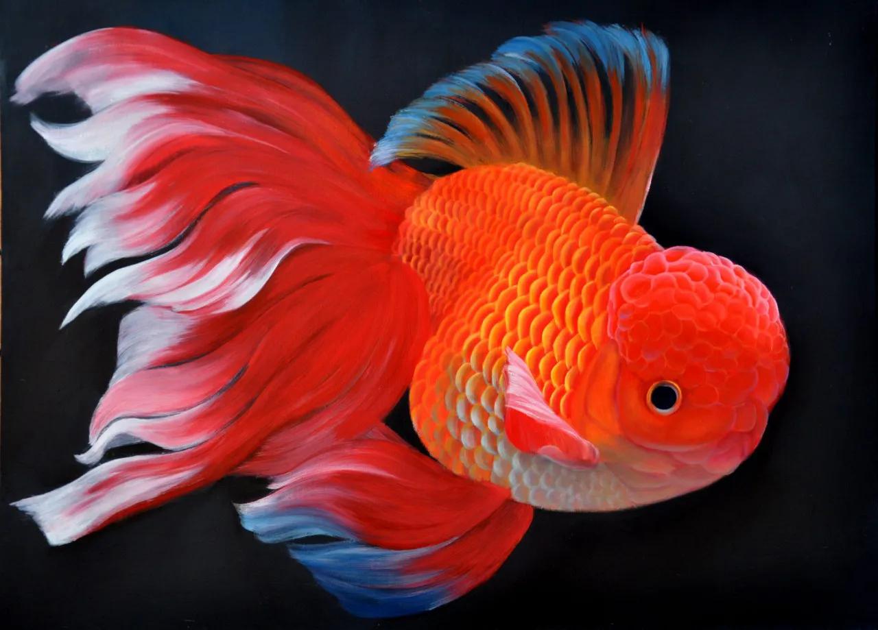 觀賞好看養(yǎng)魚好嗎_觀賞魚好養(yǎng)_好養(yǎng)又好看的觀賞魚