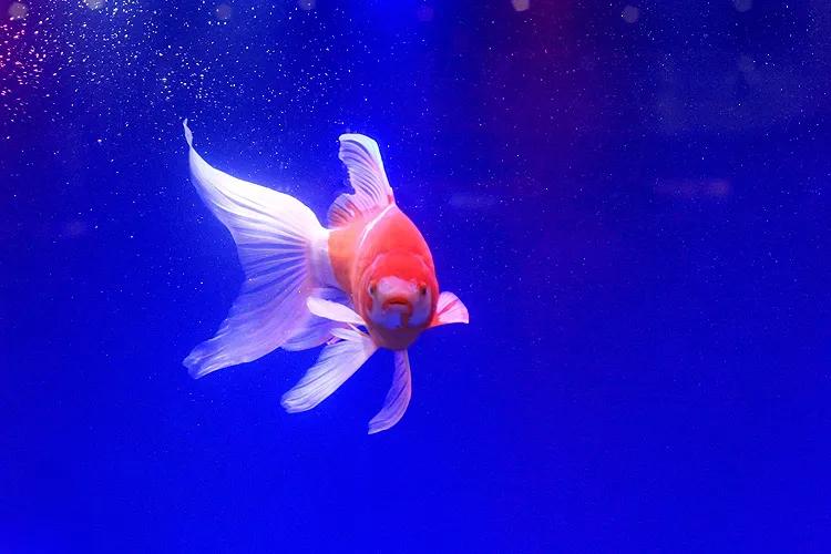 好養(yǎng)又好看的觀賞魚_觀賞魚好養(yǎng)_觀賞好看養(yǎng)魚好嗎