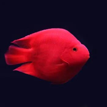觀賞魚好養(yǎng)_觀賞好看養(yǎng)魚好嗎_好養(yǎng)又好看的觀賞魚