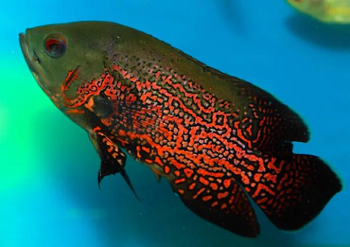 觀賞魚好養(yǎng)_好養(yǎng)又好看的觀賞魚_觀賞好看養(yǎng)魚好嗎