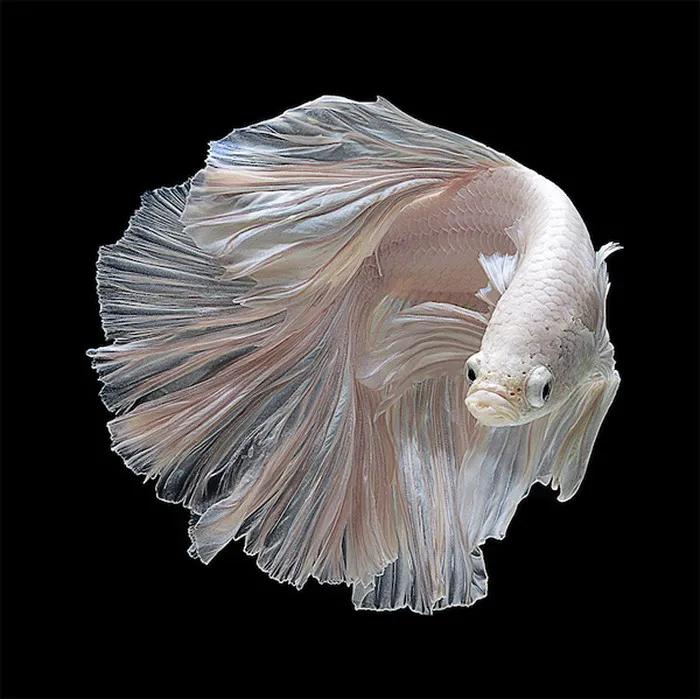 好養(yǎng)又好看的觀賞魚_觀賞魚好養(yǎng)_觀賞好看養(yǎng)魚好嗎