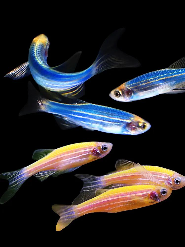 好養(yǎng)又好看的觀賞魚_觀賞好看養(yǎng)魚好嗎_觀賞魚好養(yǎng)