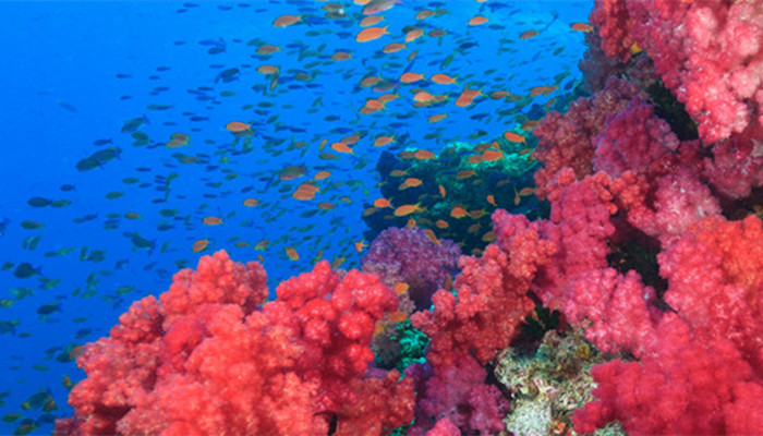 觀賞魚白毛病最好治療方法_觀賞觀賞魚_觀賞魚批發