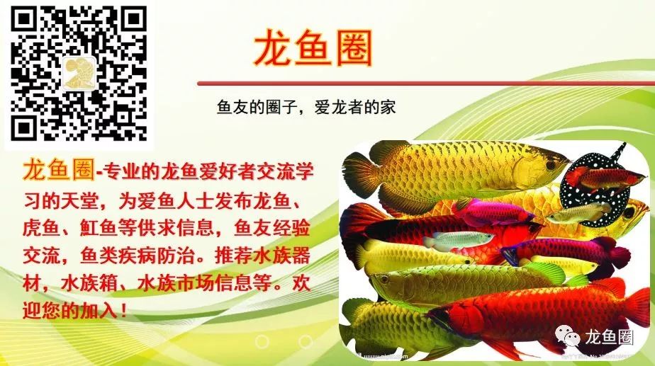 自來水適合養什么觀賞魚_自來水養魚需要注意什么_自來水適不適合養魚