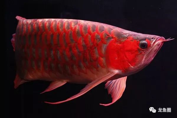 自來水適合養什么觀賞魚_自來水養魚需要注意什么_自來水適不適合養魚