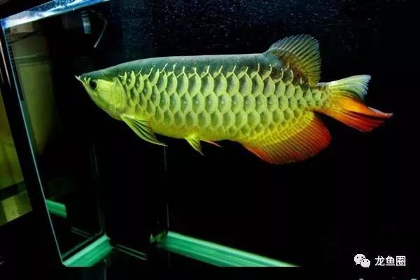自來水適不適合養魚_自來水適合養什么觀賞魚_自來水養魚需要注意什么