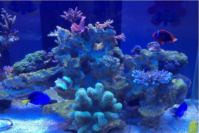 海水魚觀賞魚批發_海魚觀賞魚批發市場_海水觀賞魚批發商微信