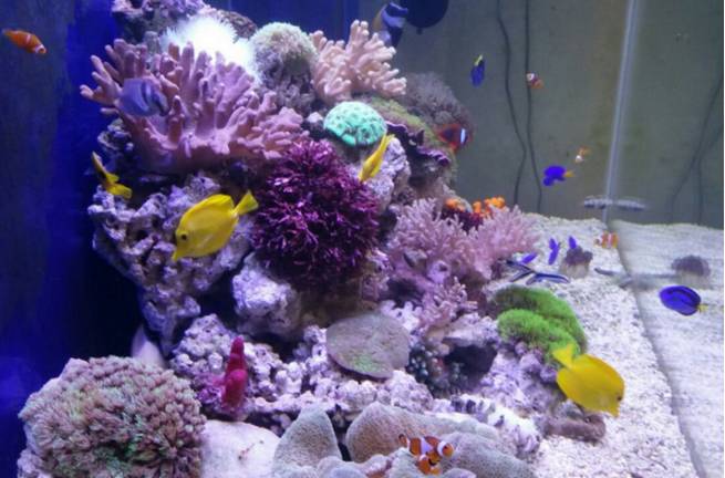 海魚觀賞魚批發市場_海水觀賞魚批發商微信_海水魚觀賞魚批發