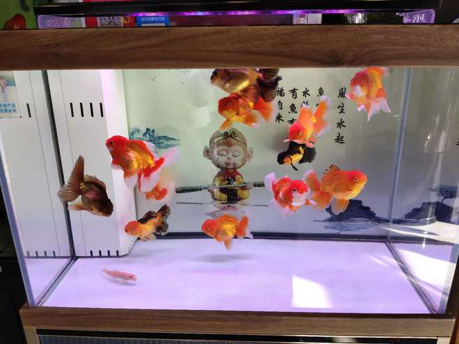 觀賞魚毫無征兆一條接一條死去，原因在哪里？注意四大方面的問題