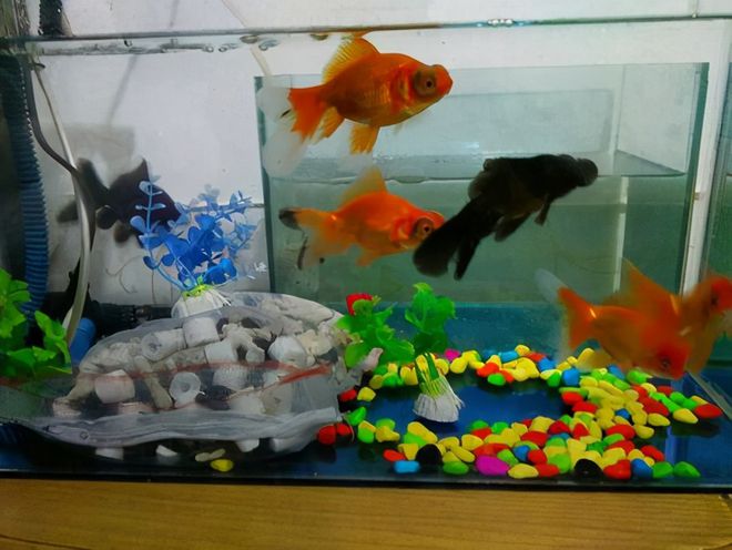 冷水觀賞魚如何飼養_養冷水觀賞魚注意事項_冷水飼養觀賞魚怎么養