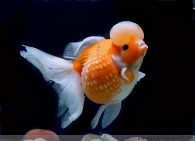 養冷水觀賞魚注意事項_冷水飼養觀賞魚怎么養_冷水觀賞魚如何飼養