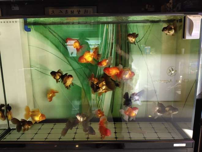 冷水飼養觀賞魚怎么養_養冷水觀賞魚注意事項_冷水觀賞魚如何飼養