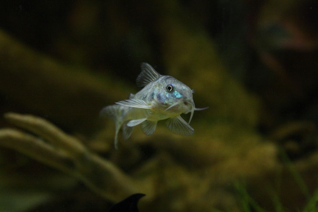 肉食觀賞魚(yú)種類(lèi)（肉食觀賞魚(yú)有哪些品種）
