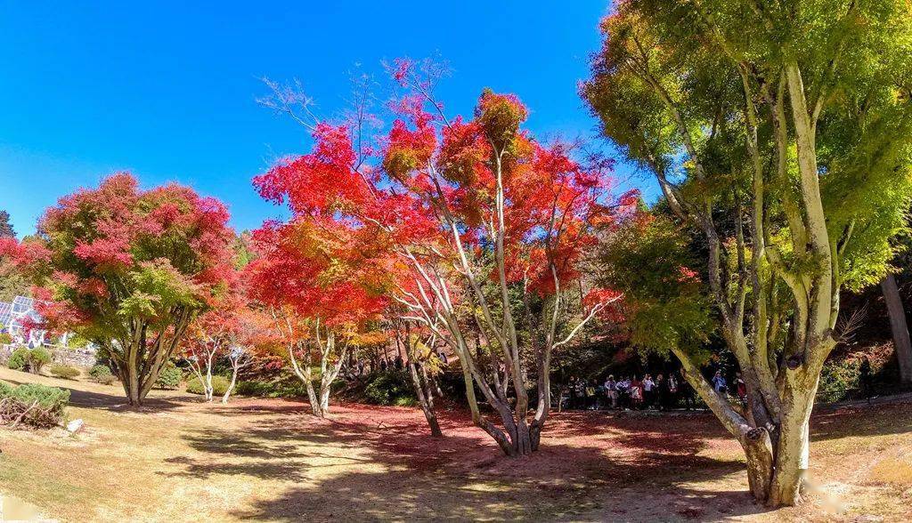廬山旅游最佳季節_廬山秋季旅游攻略_廬山秋天有什么美景