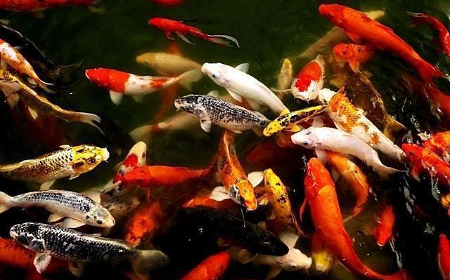 觀賞魚常見?。ㄅ鋱D版）