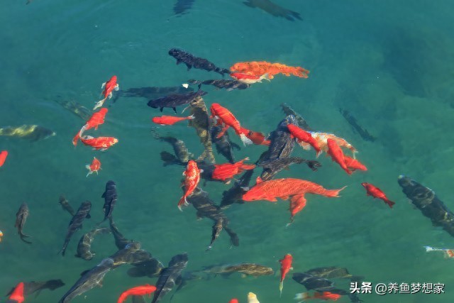 10大常見觀賞魚排名！第6名你肯定養過，耐活