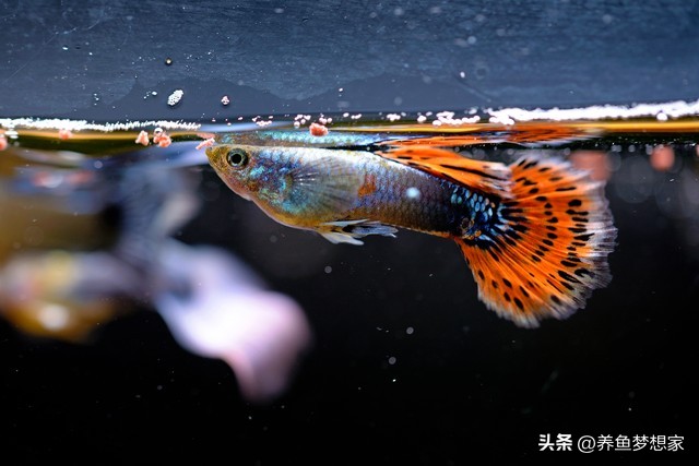 易養觀賞魚入門推薦_魚 觀賞魚_新手養魚注意事項