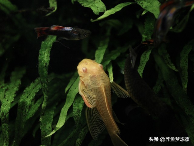 新手養魚注意事項_易養觀賞魚入門推薦_魚 觀賞魚