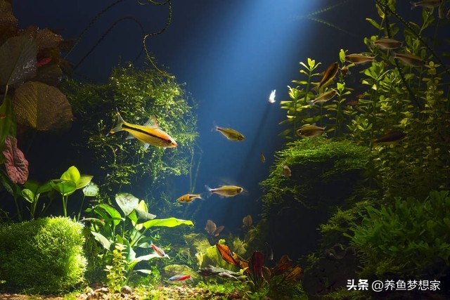新手養魚注意事項_魚 觀賞魚_易養觀賞魚入門推薦