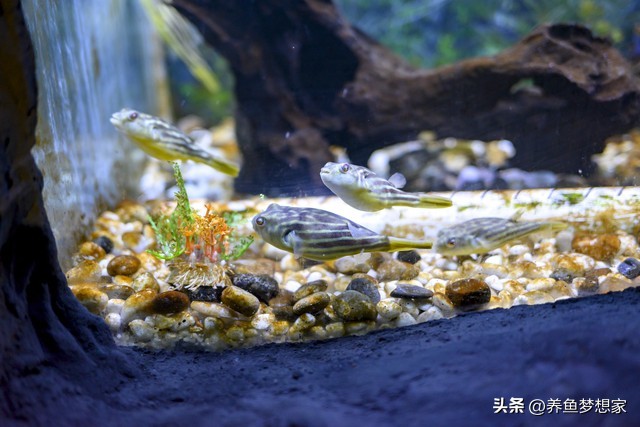 易養觀賞魚入門推薦_新手養魚注意事項_魚 觀賞魚