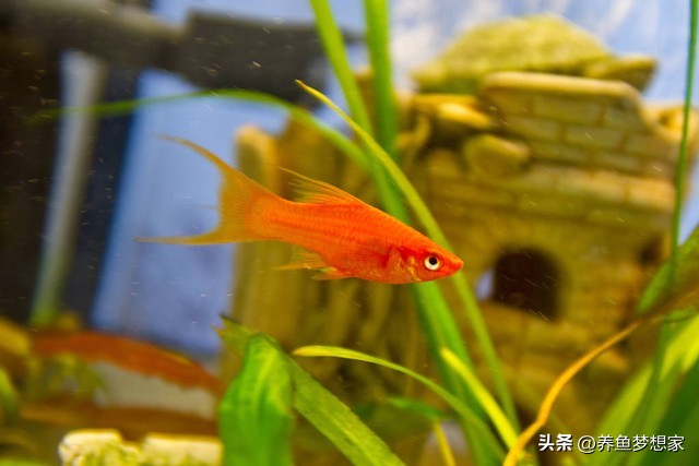 易養觀賞魚入門推薦_魚 觀賞魚_新手養魚注意事項